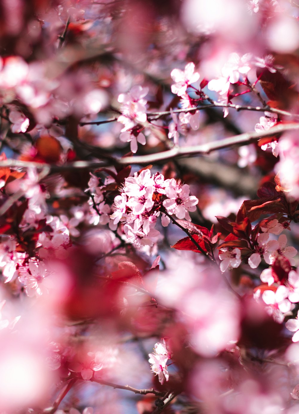 pink cherry blossom in close up photography