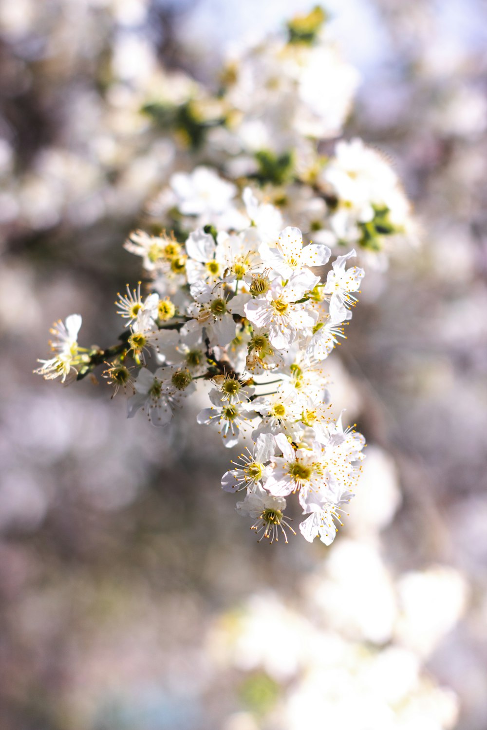 white flower in tilt shift lens