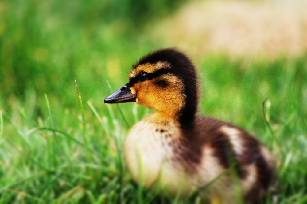 brown and white duck on green grass during daytime