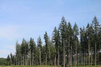 A group of volunteers planting young trees in a lush Ugandan forest clearing under a bright sky.