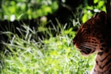 A leopard is partially visible with its face in profile, surrounded by lush green foliage. The background features tall grass and the play of light and shadow adds depth to the scene.