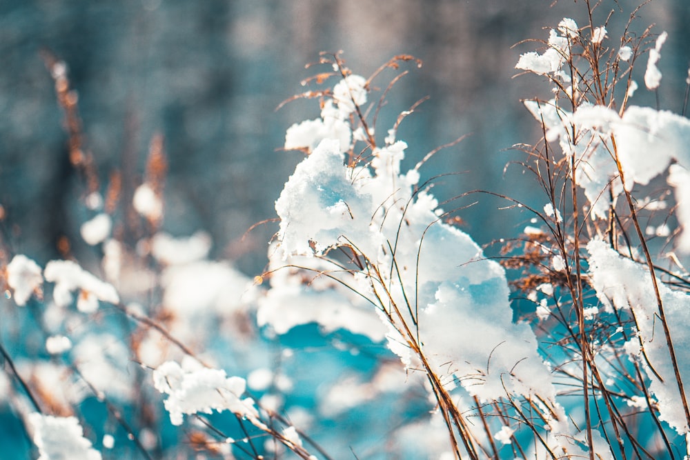 plante blanche et brune pendant la journée