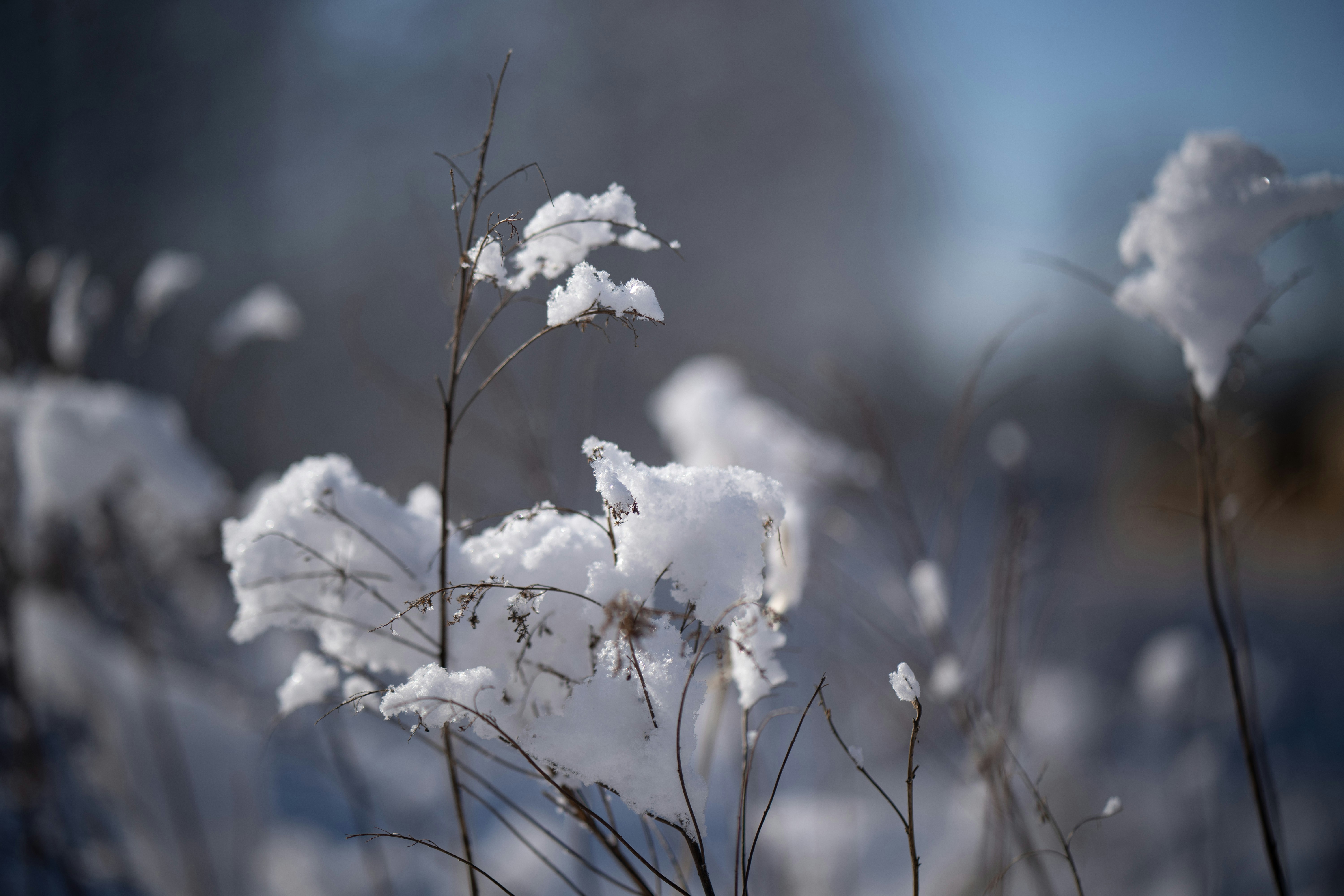 white flowers in tilt shift lens