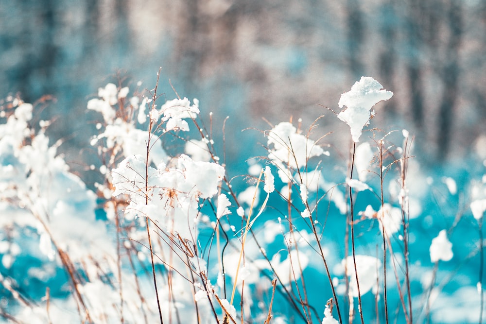 white flowers in tilt shift lens