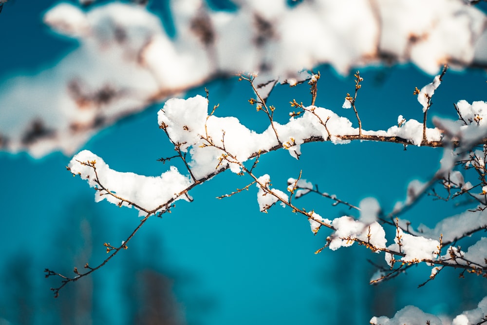 white snow on brown tree branch