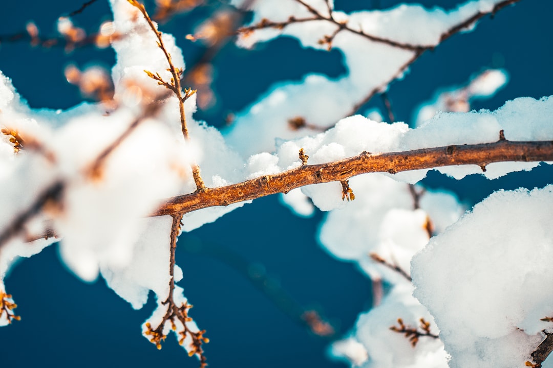 brown tree branch covered with snow