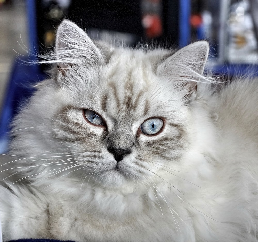 white and grey long fur cat