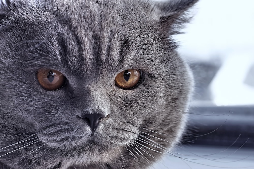 russian blue cat in close up photography