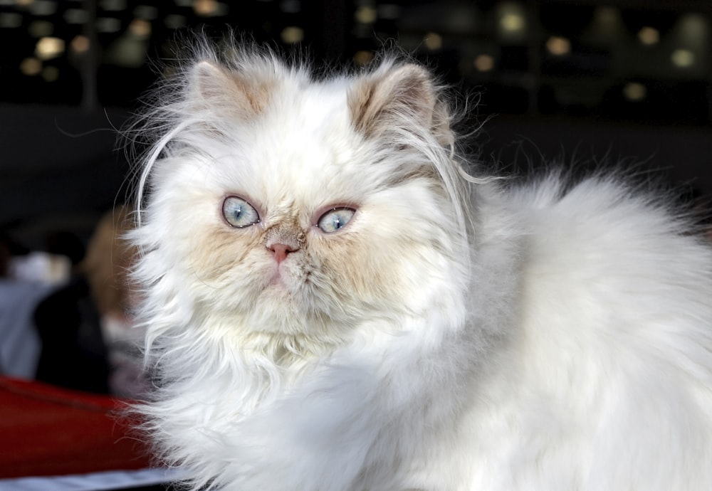 white long fur cat on red textile