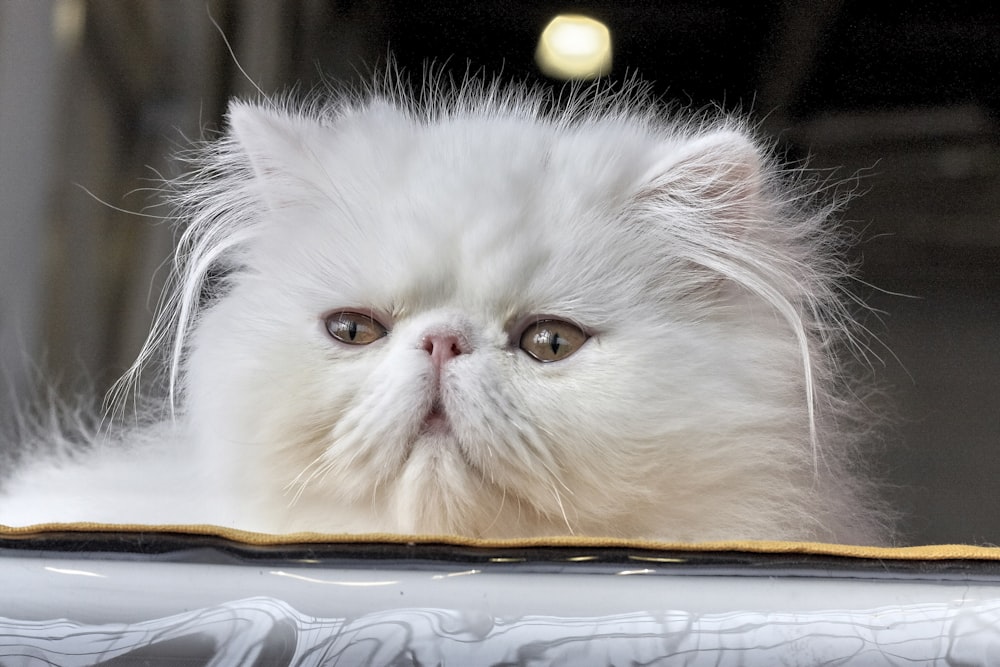 white persian cat lying on brown wooden table