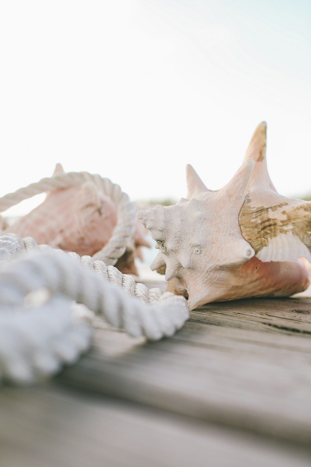 white and brown seashell on brown wooden table