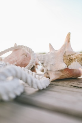 A close-up of a conch shell partially entwined in a thick, white, twisted rope laying on a wooden surface. Another conch shell is visible in the background. The image has a soft, natural light with gentle shadows.
