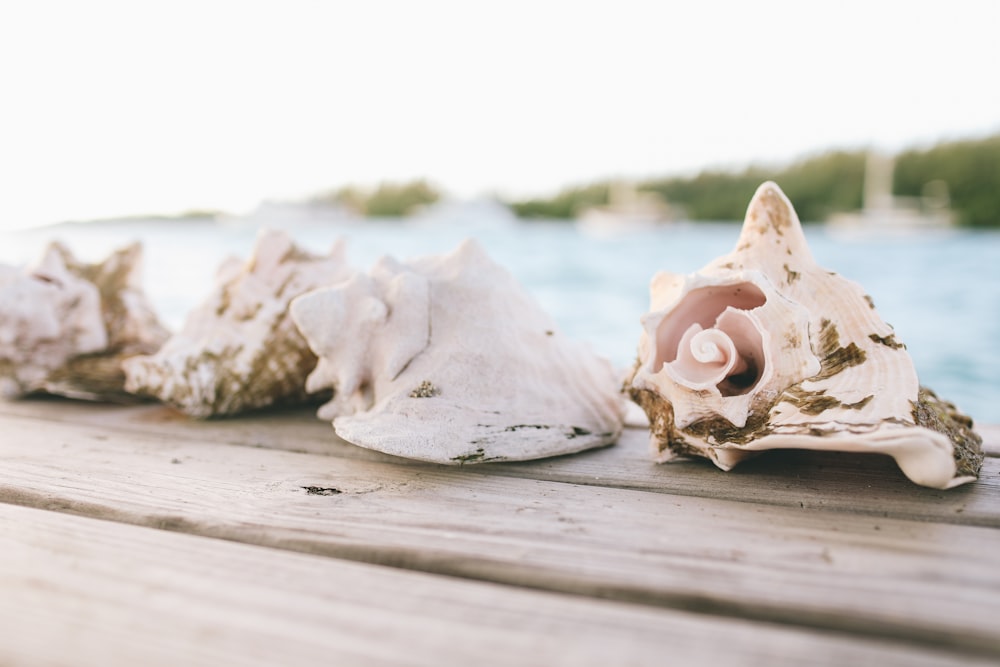 white and brown seashell on gray wooden table