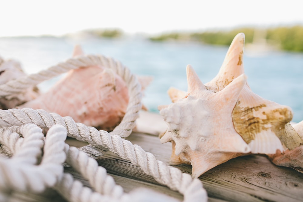 white and brown seashell on brown wooden table