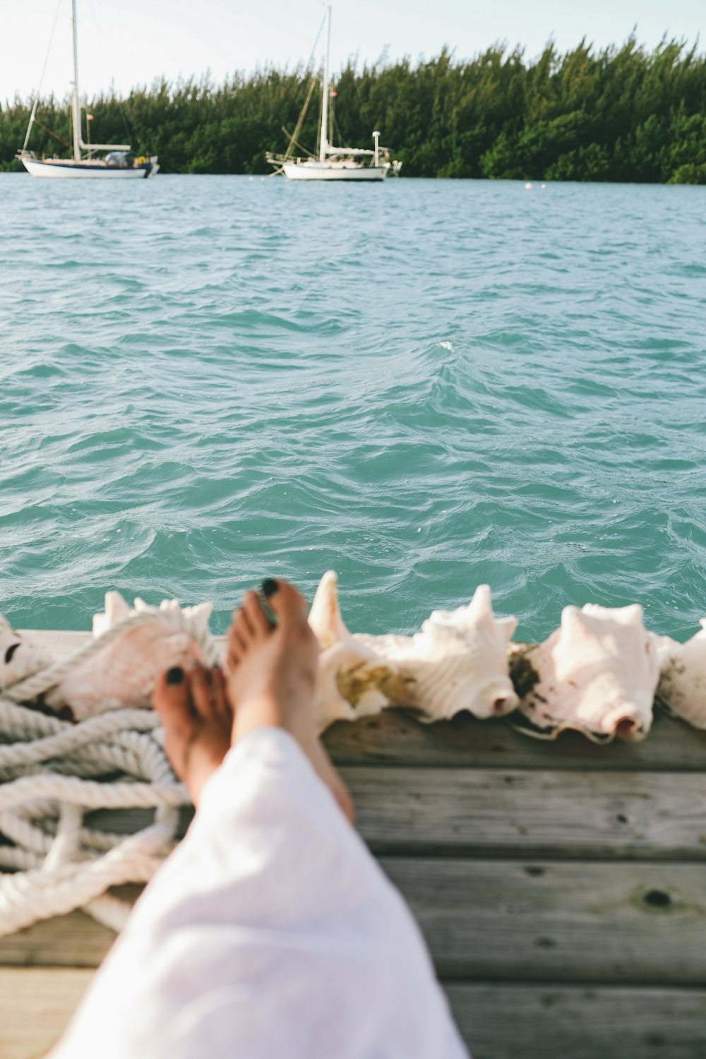 white sea shells on brown wooden dock during daytime