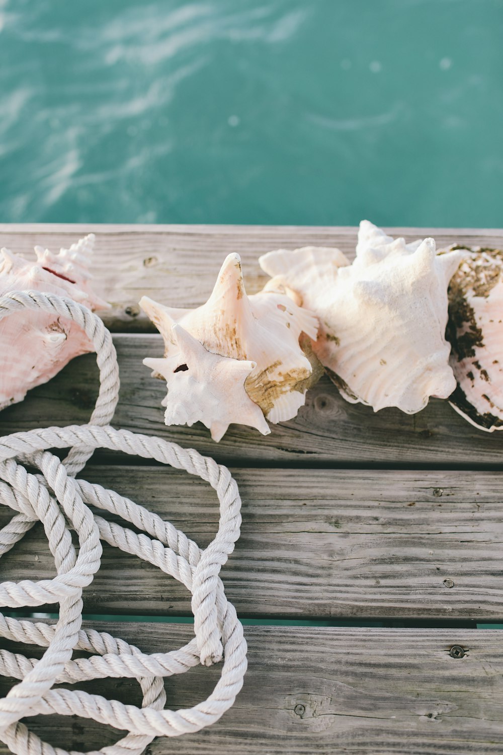 white and brown seashell on brown wooden plank