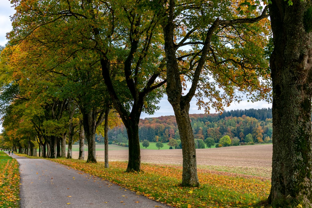 campo di erba verde con alberi durante il giorno