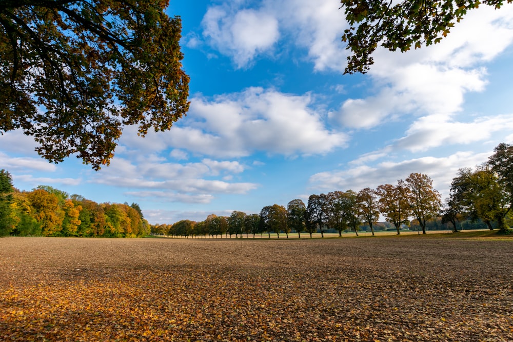 green trees on brown field under blue sky and white clouds during daytime