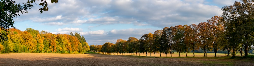 arbres verts sous ciel nuageux pendant la journée