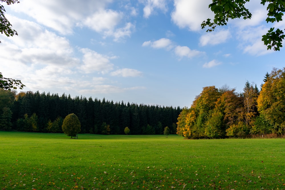 green grass field with trees under blue sky during daytime