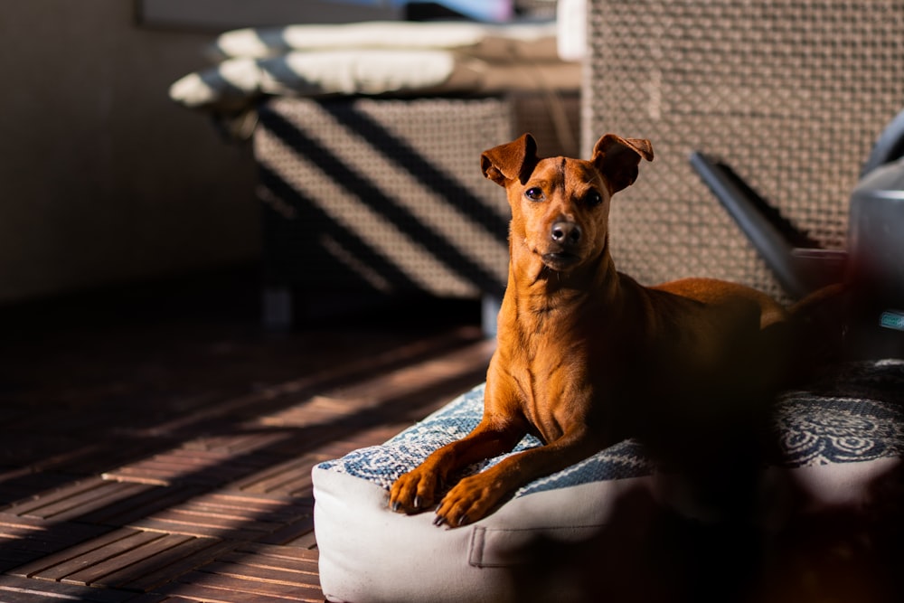 Pelaje corto marrón perro mediano sobre textil blanco