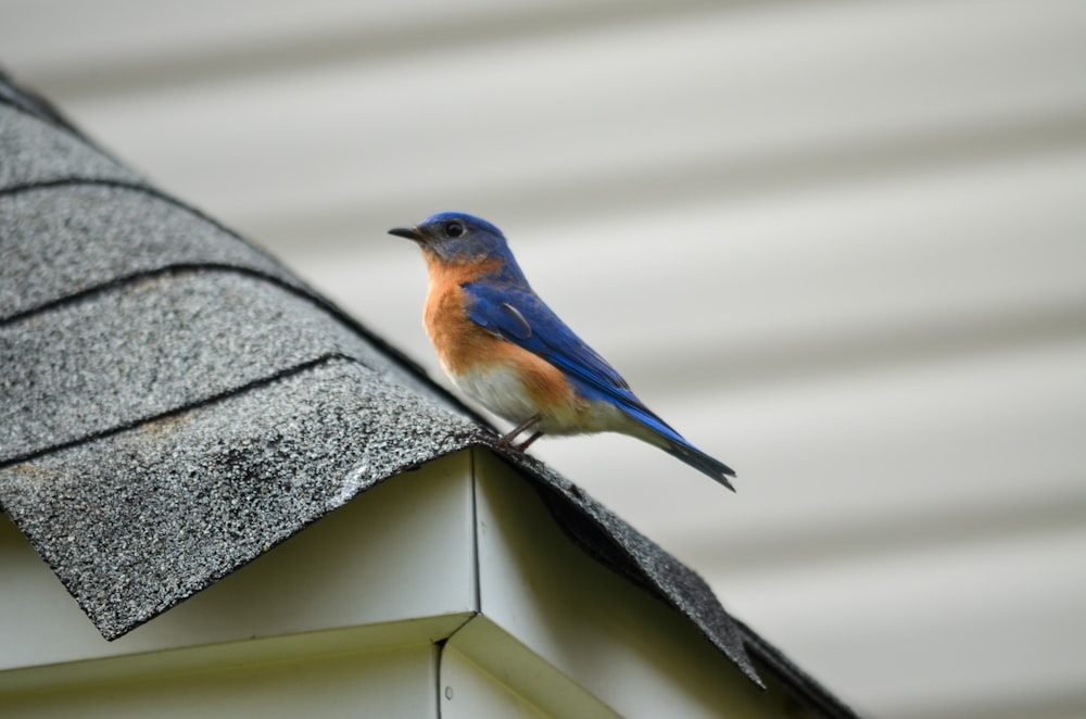 blue and brown bird on gray concrete wall