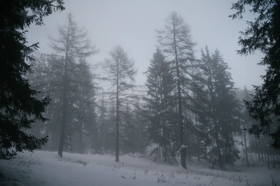 The image depicts a serene winter scene in a forest, with snow-covered trees and a foggy atmosphere. The perspective is from ground level, looking up at the towering trees that fill the frame. The trees are densely packed together, creating a sense of depth and scale. The fog obscures some of the details but adds to the overall atmospheric quality of the scene.