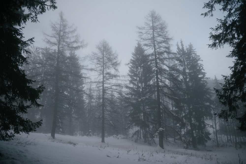 green pine trees covered with snow