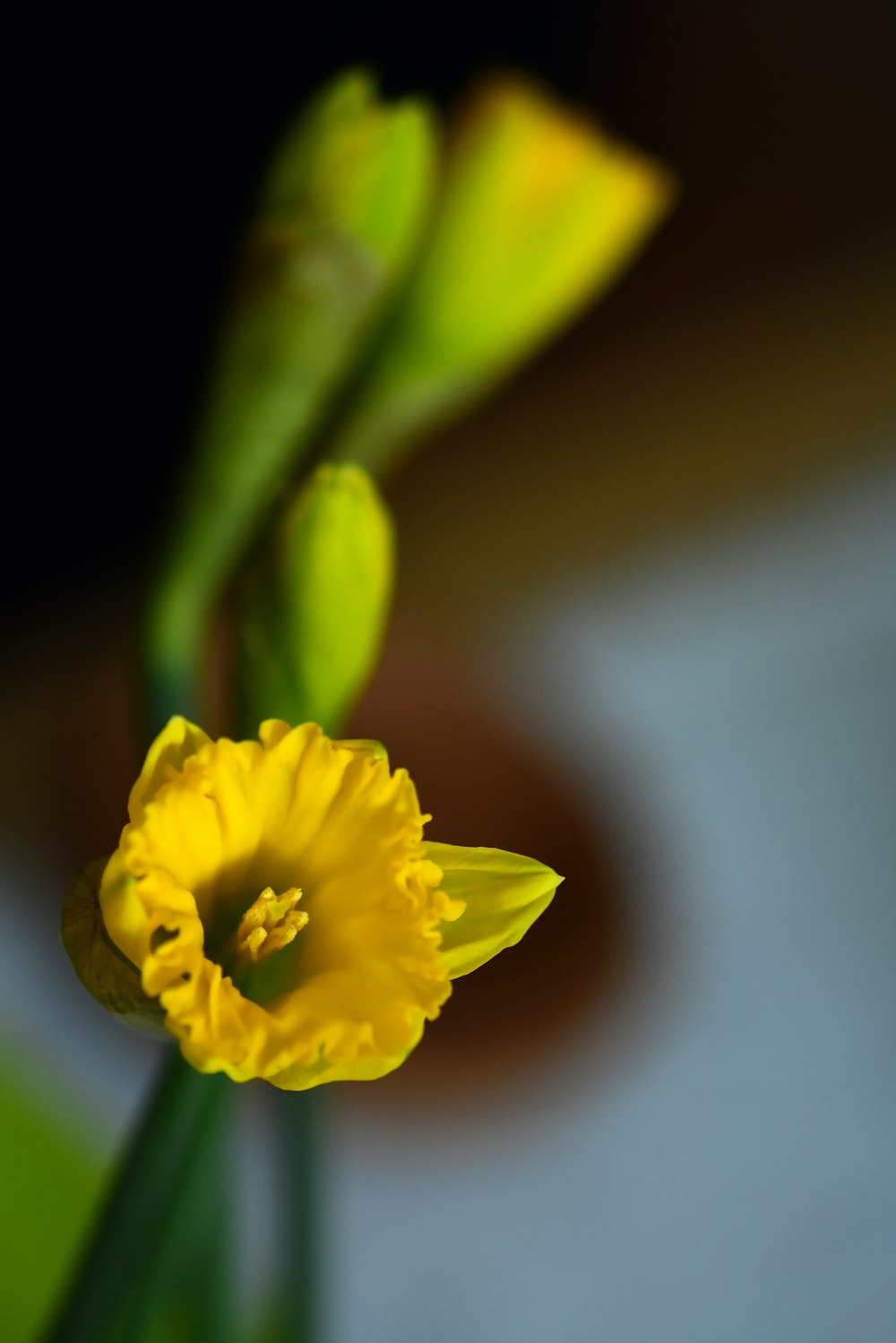 yellow flower in tilt shift lens