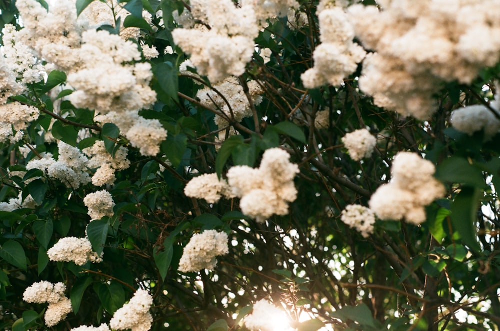 white flowers with green leaves during daytime