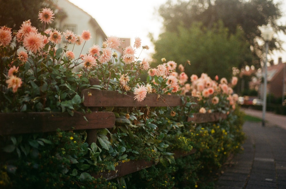 pink flowers with green leaves