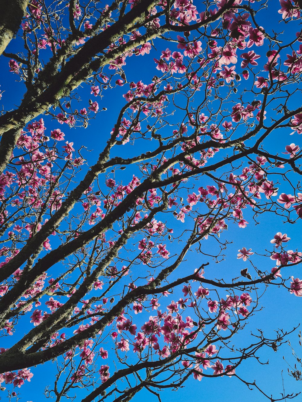 low angle photography of red leaf tree under blue sky during daytime