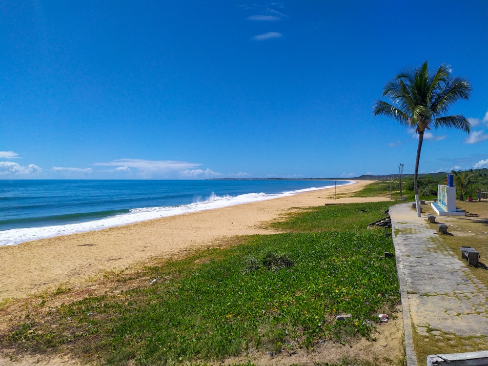 palm trees on beach shore during daytime