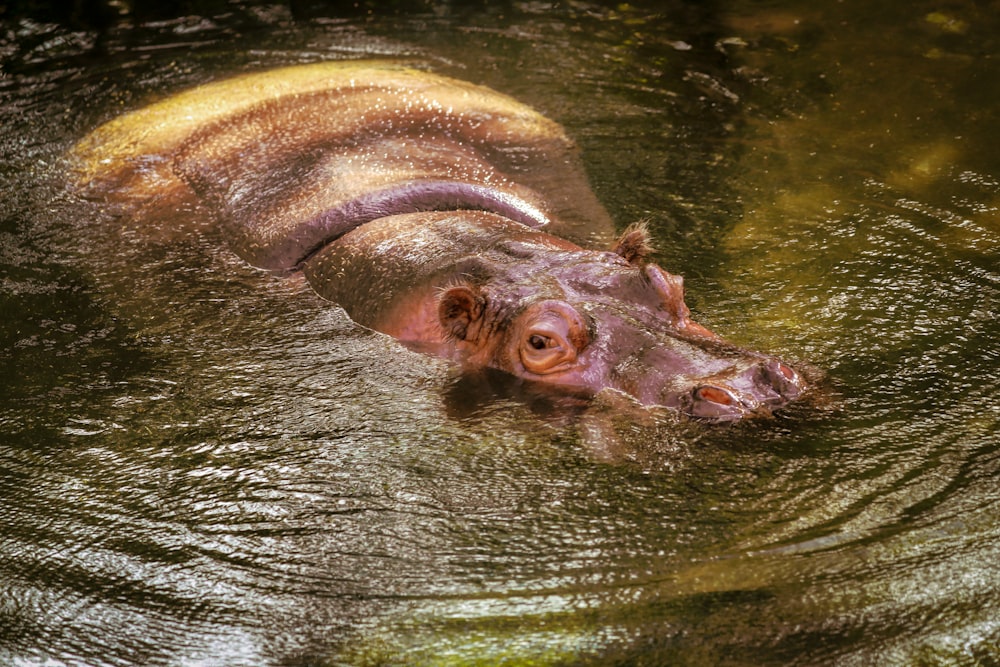 brown leather crocodile on body of water