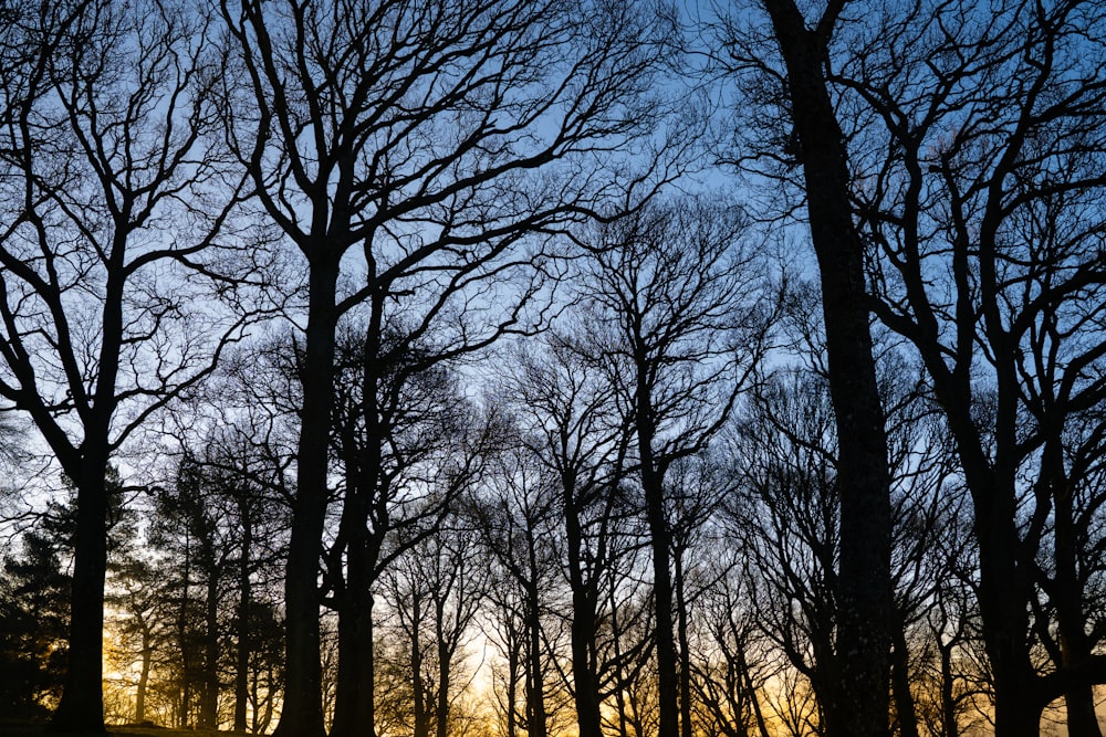 bare trees under blue sky during daytime