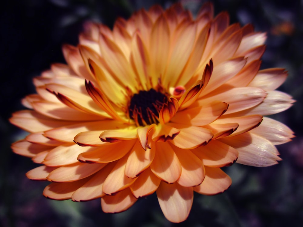 flor amarilla en lente de cambio de inclinación