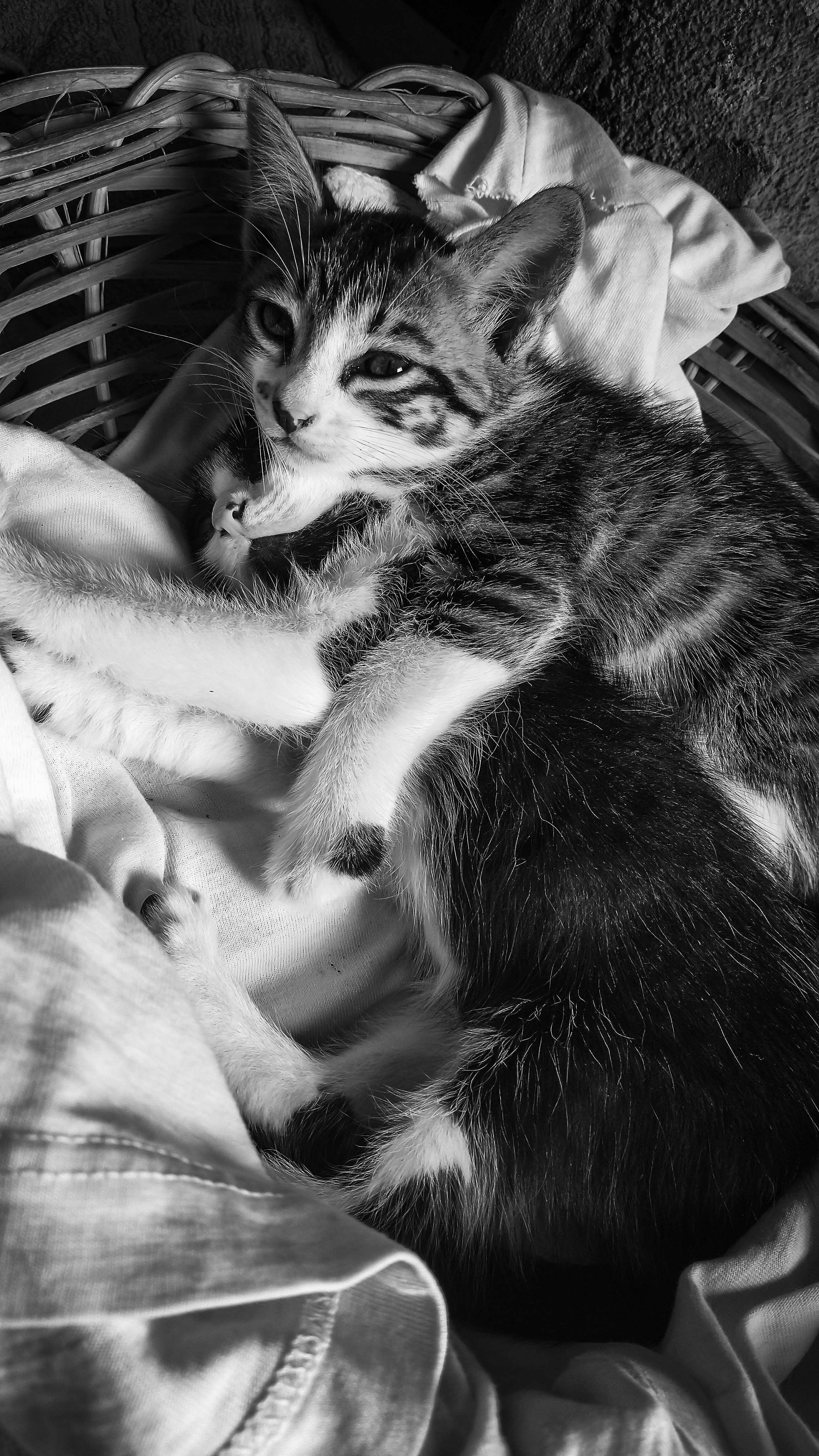 Grayscale photo of tabby kitten on white textile photo – Free Animals ...