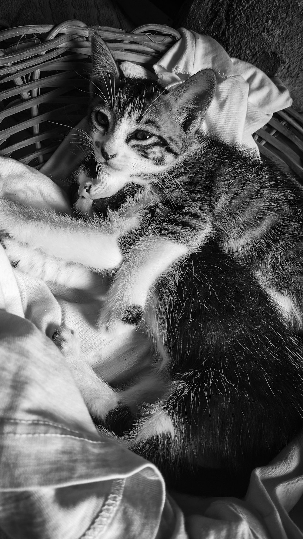 grayscale photo of tabby kitten on white textile