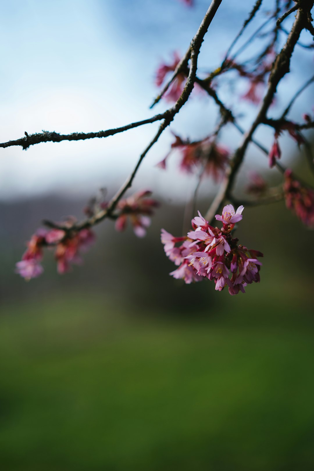 pink flower on brown tree branch