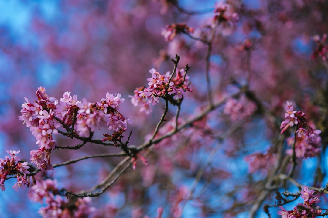 pink cherry blossom in close up photography