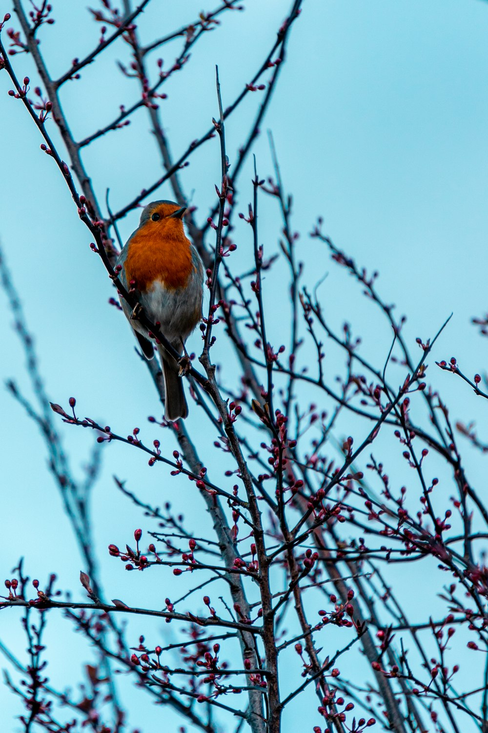 oiseau orange et blanc sur une branche d’arbre brune pendant la journée