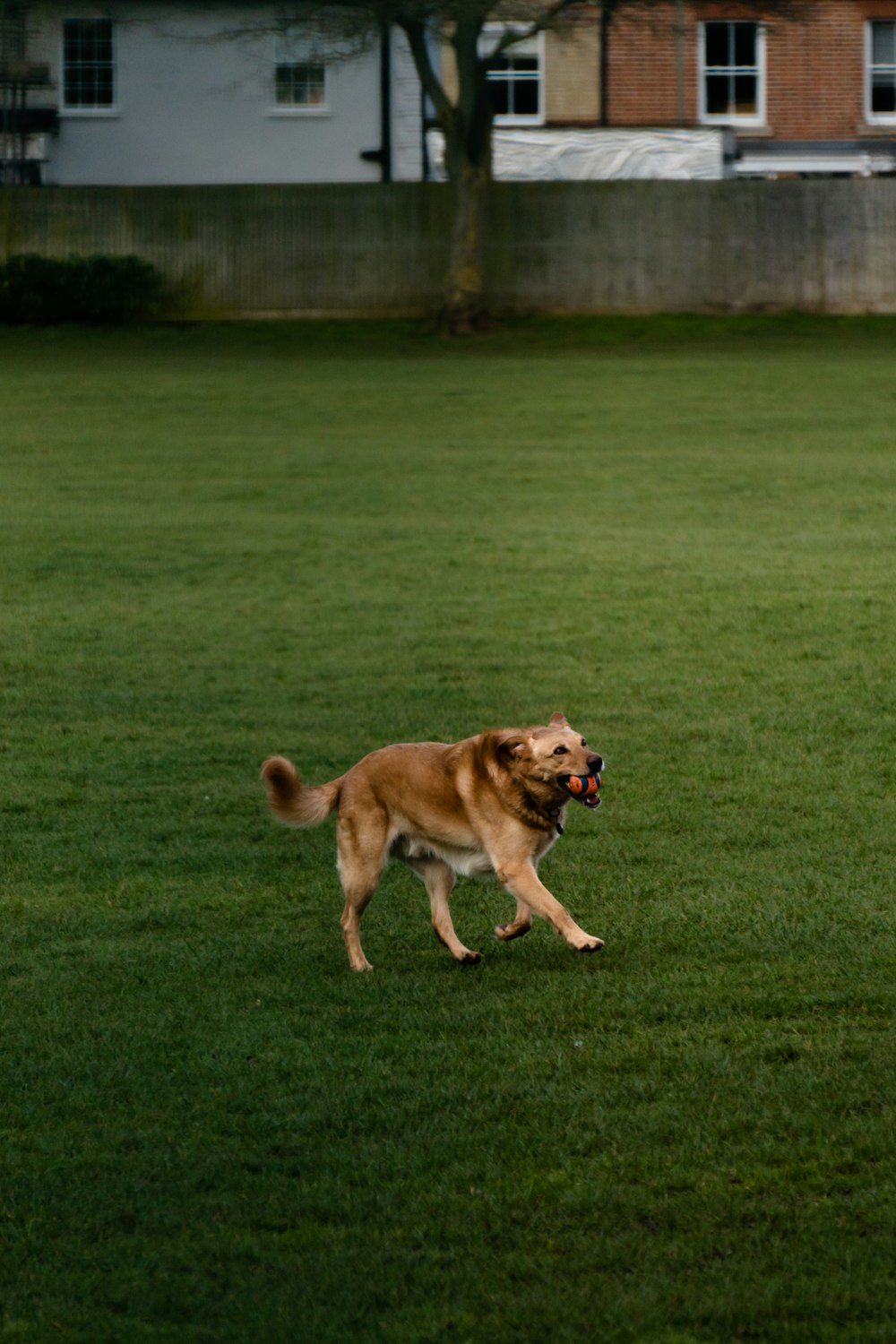 brown short coated dog running on green grass field during daytime