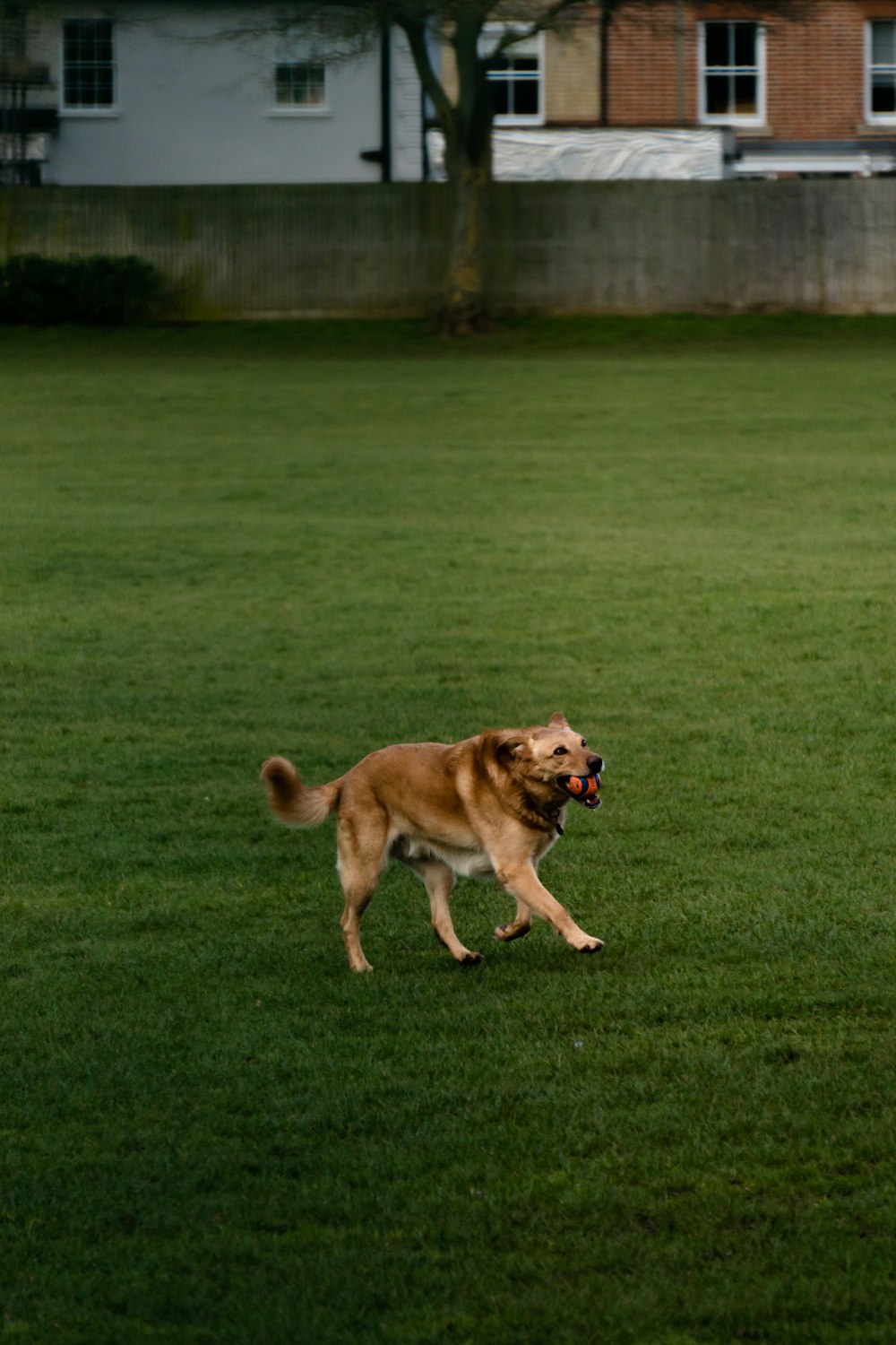 Chien brun à poil court courant sur un champ d’herbe verte pendant la journée