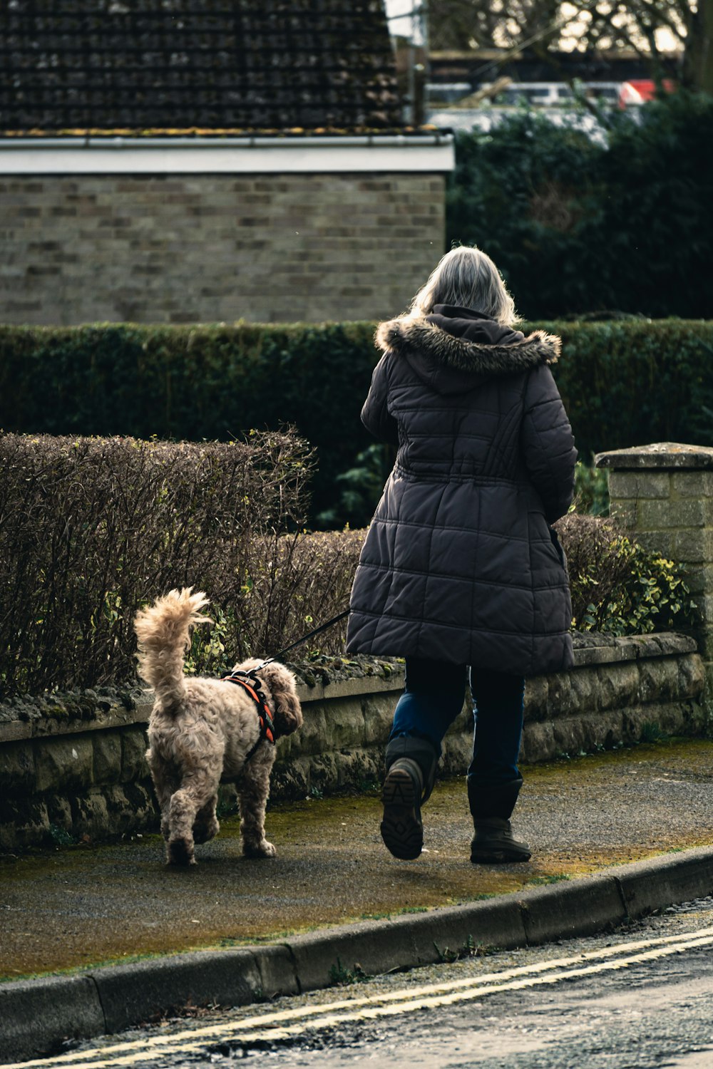 黒いコートと青いデニムジーンズの女性が昼間に歩道で茶色の犬と歩いている