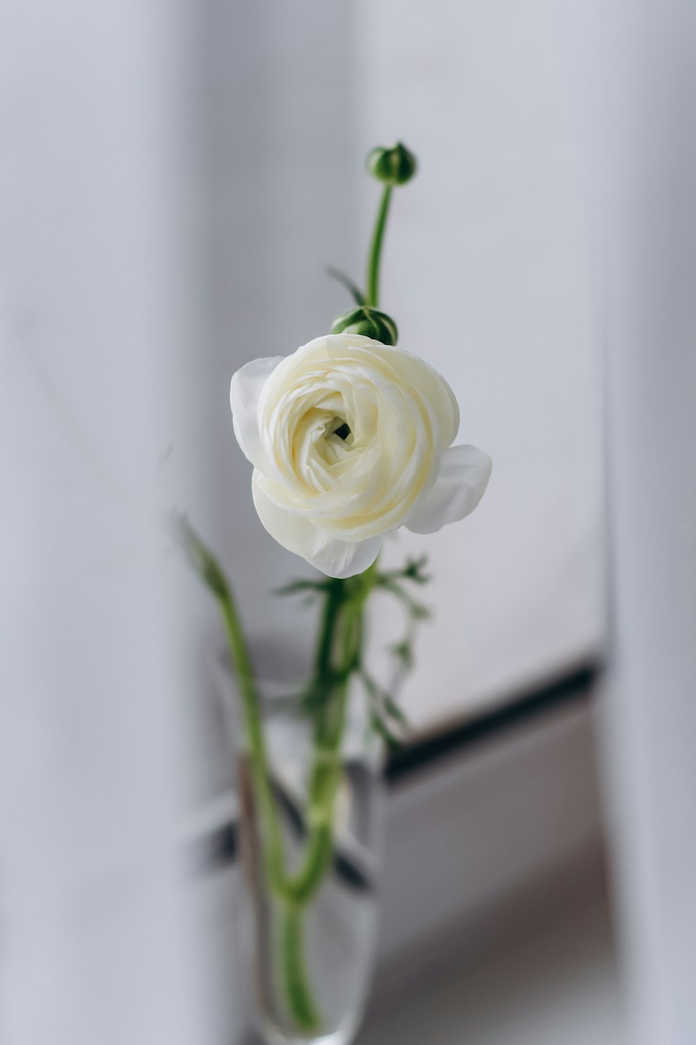 white rose in close up photography