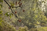 Rain falls heavily in a lush, green garden, with branches of a tree in the foreground. Some leaves are tinged with red and brown, indicating seasonal change. The light filters through the rain, creating a gentle, diffused glow.