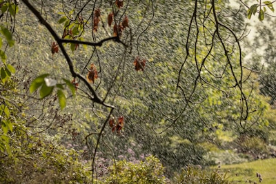 Rain falls heavily in a lush, green garden, with branches of a tree in the foreground. Some leaves are tinged with red and brown, indicating seasonal change. The light filters through the rain, creating a gentle, diffused glow.