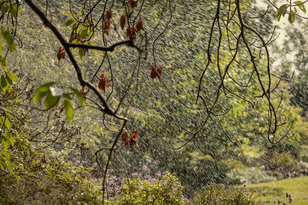 green and brown tree branch