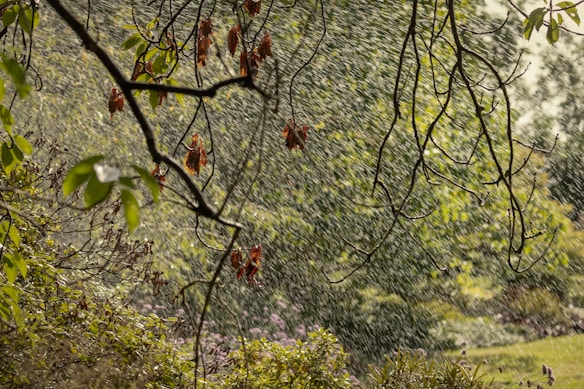 Rain falls heavily in a lush, green garden, with branches of a tree in the foreground. Some leaves are tinged with red and brown, indicating seasonal change. The light filters through the rain, creating a gentle, diffused glow.