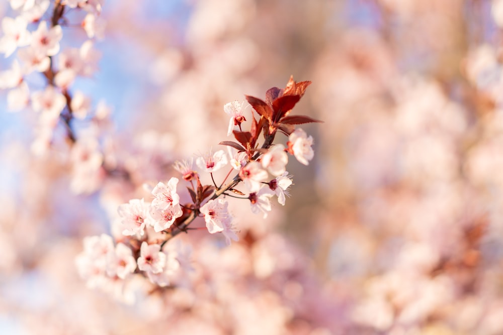 white cherry blossom in close up photography